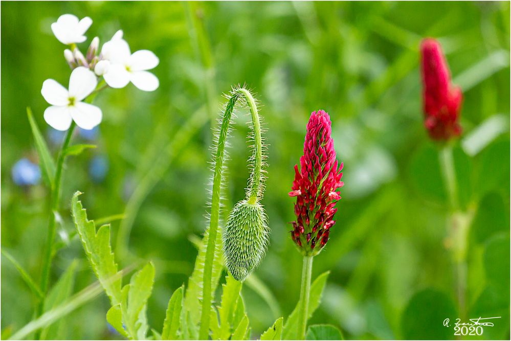 Mohn neben Klee