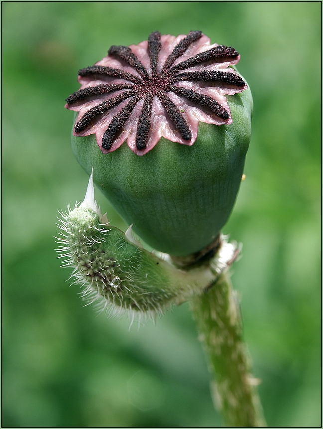 Mohn netto