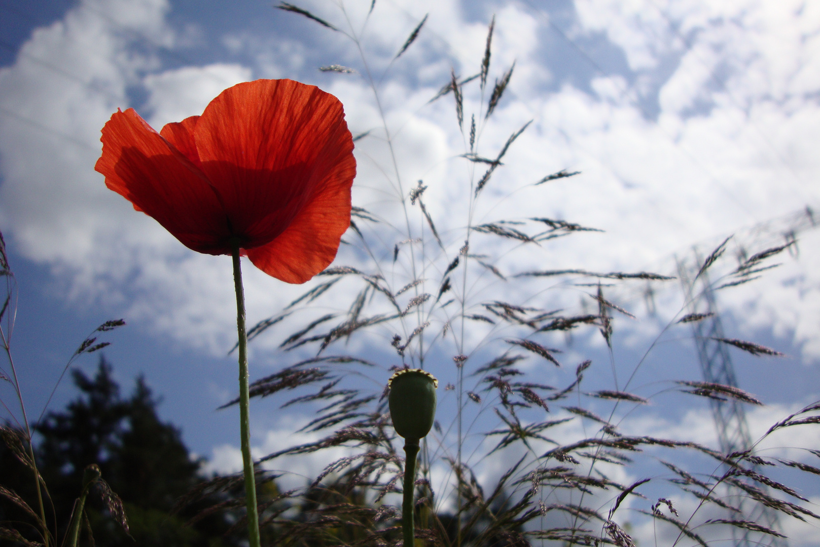 Mohn-Netz