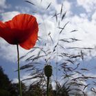 Mohn-Netz