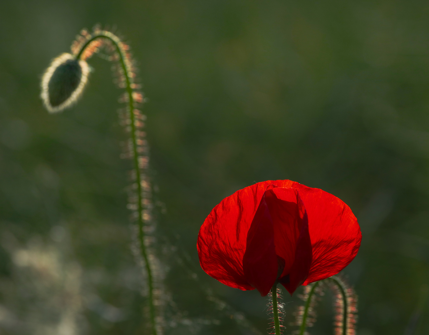 Mohn nice