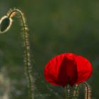 Mohn nice