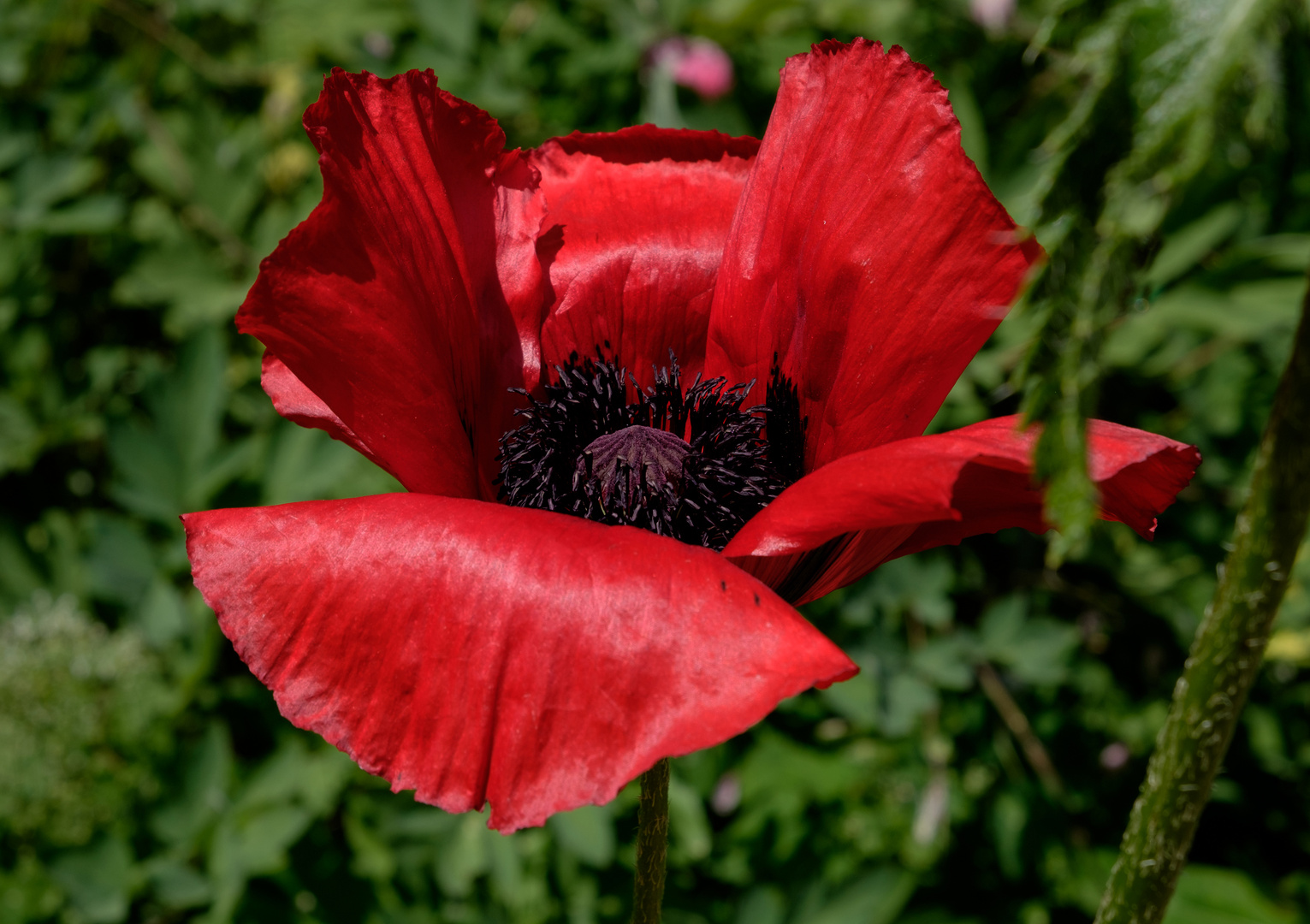 Mohn - nicht nur eine Blume