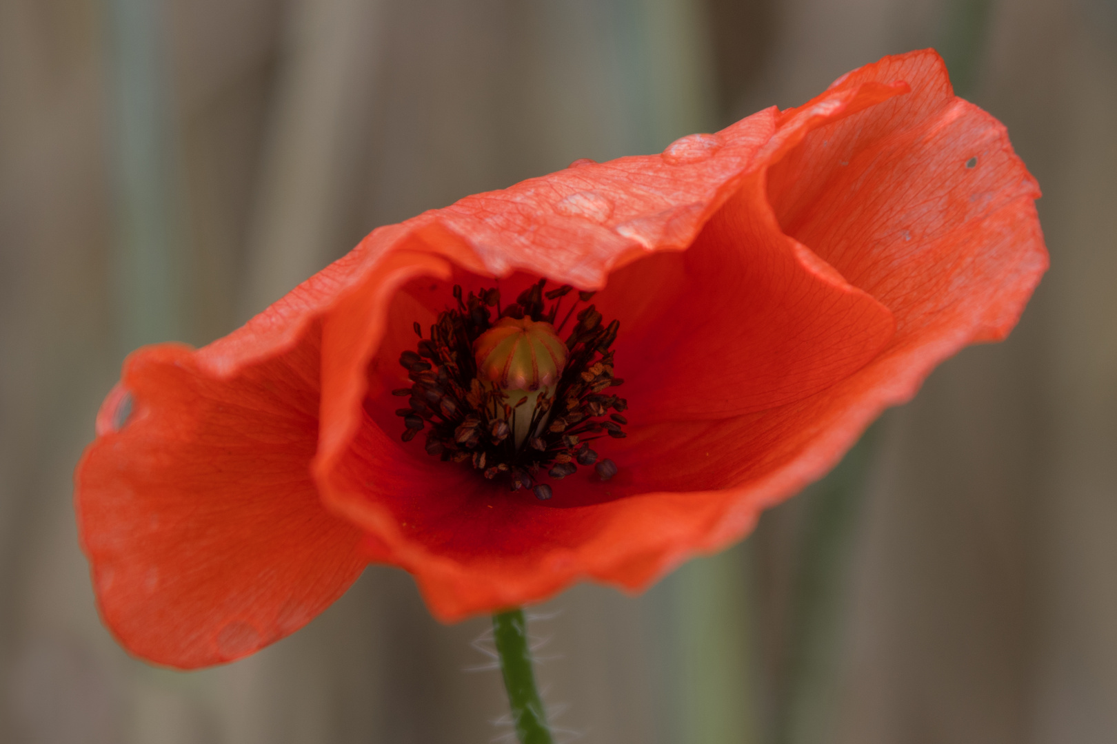 Mohn noch nicht "entfaltet"