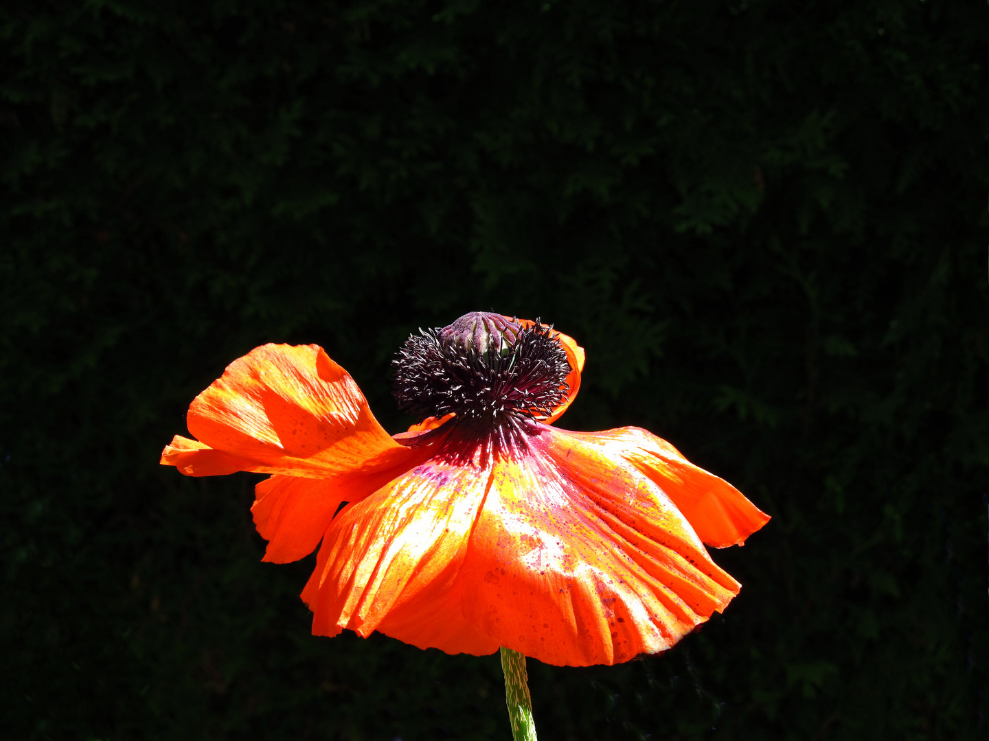 Mohn Nr. 1