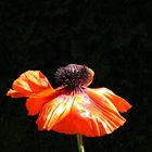 Mohn Nr. 1