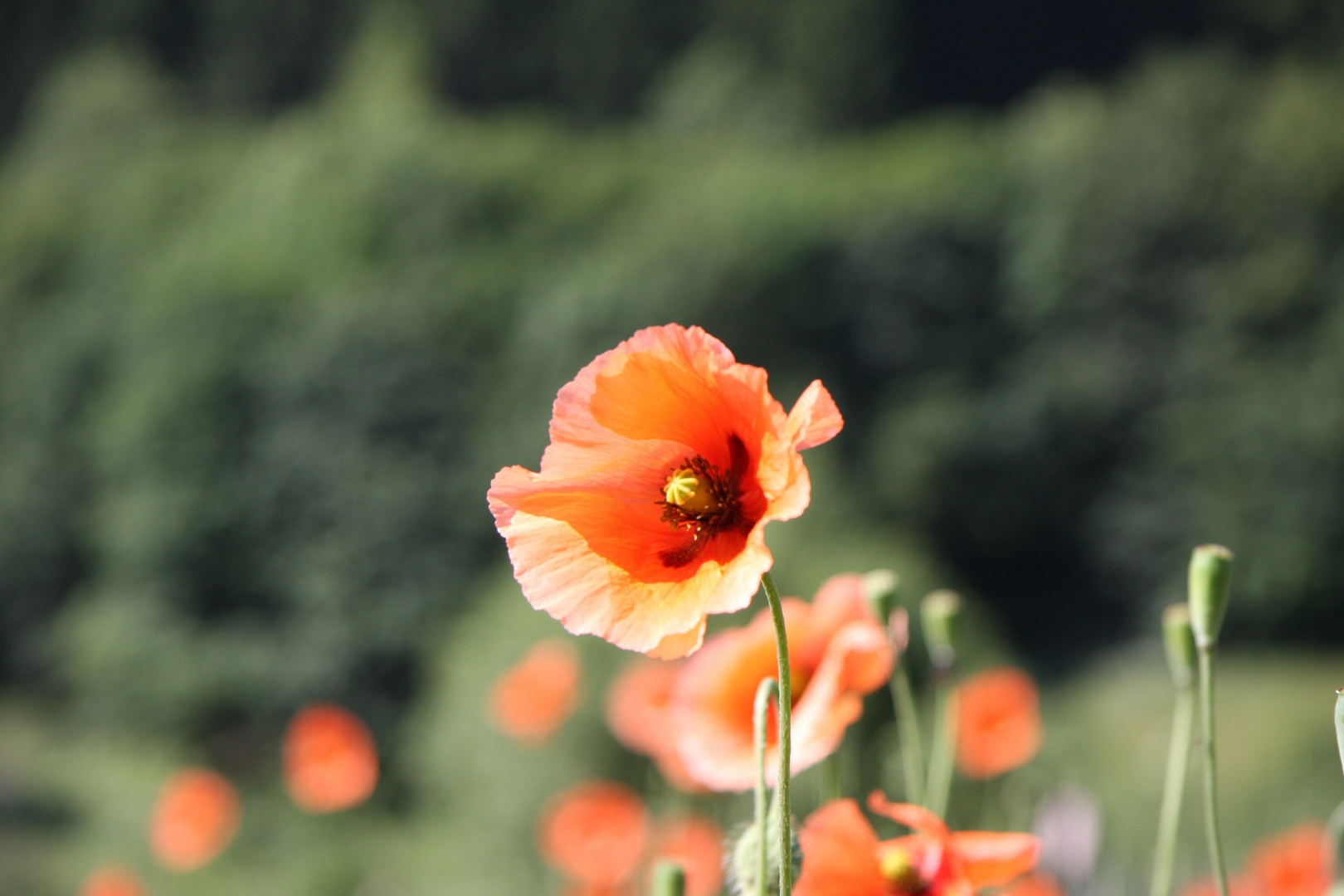 Mohn Nr. 2