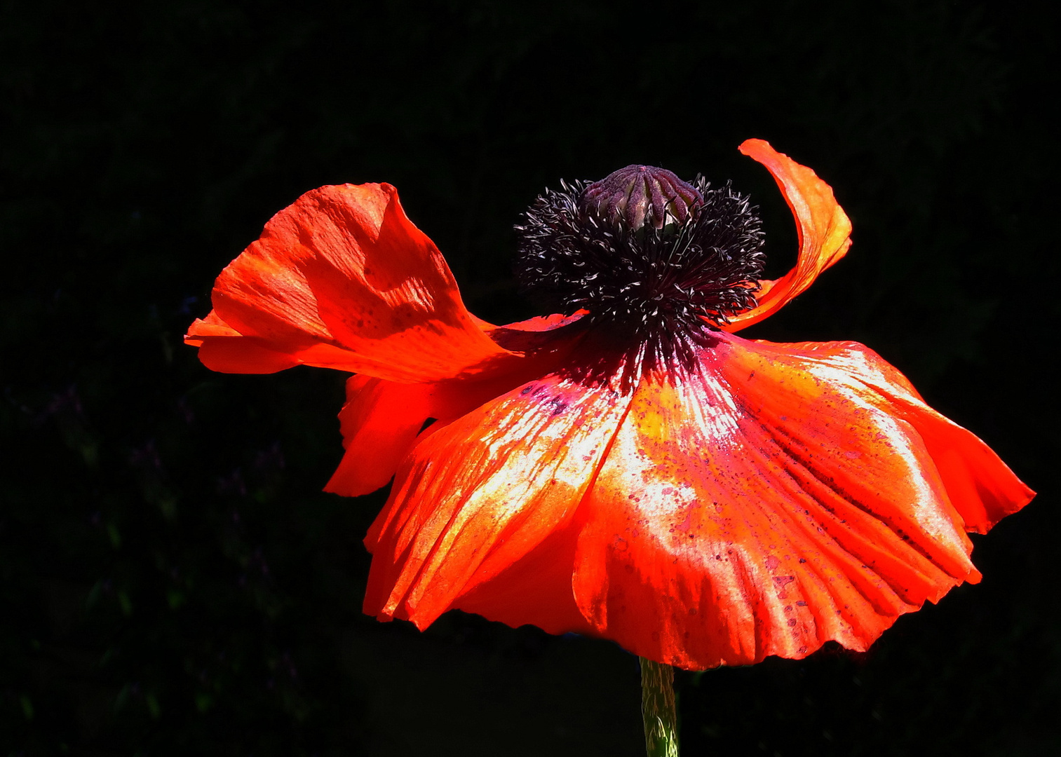 Mohn Nr. 2