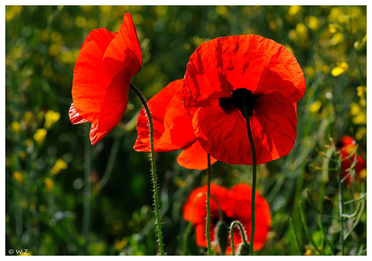 ---- Mohn Nr. 2 ----