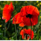 ---- Mohn Nr. 2 ----