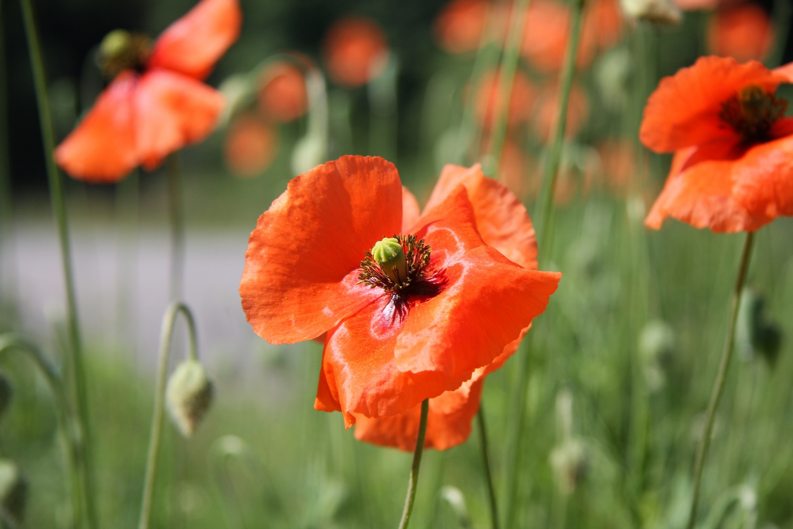 Mohn Nr. 3