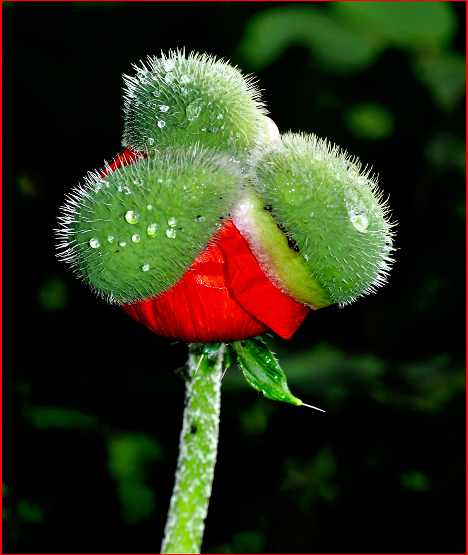 MOHN NR 38945