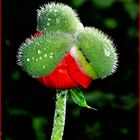 MOHN NR 38945