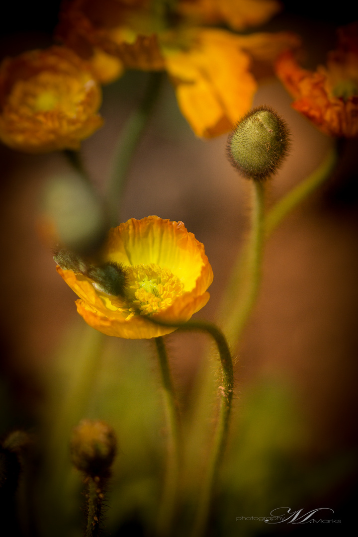 Mohn Nr.2