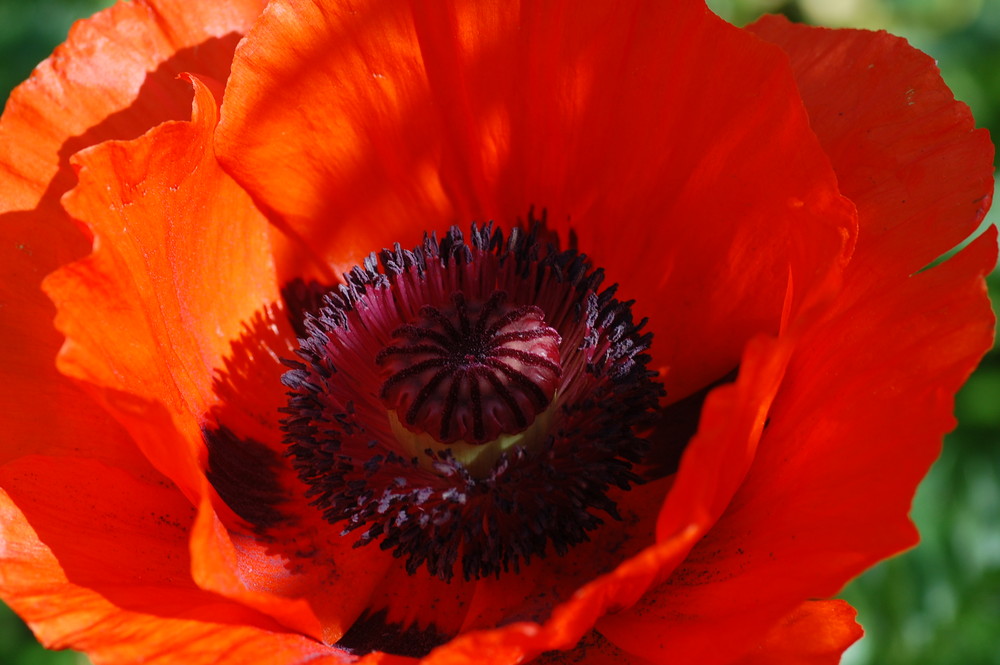 Mohn Nr.2 Nun ist sie voll erblüht