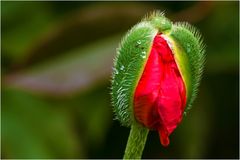 Mohn, nur frühmorgens ...