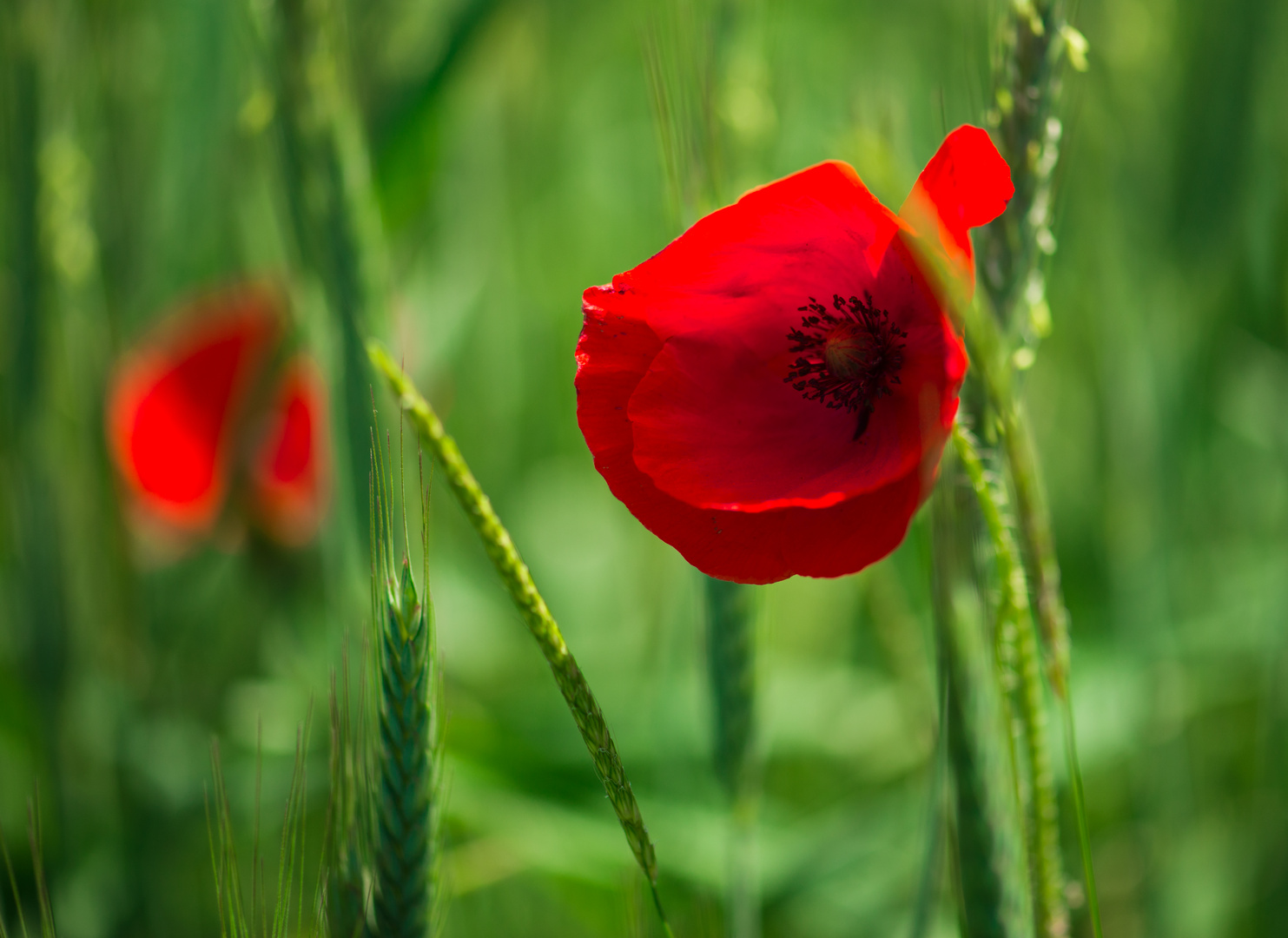 Mohn-o