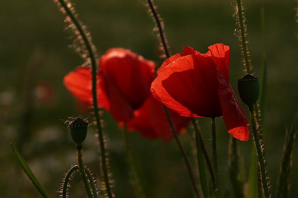 Mohn-o-Manie