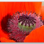 mohn-o-ton