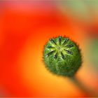 Mohn, oder ....