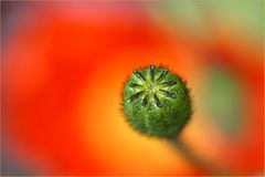 Mohn, oder ....