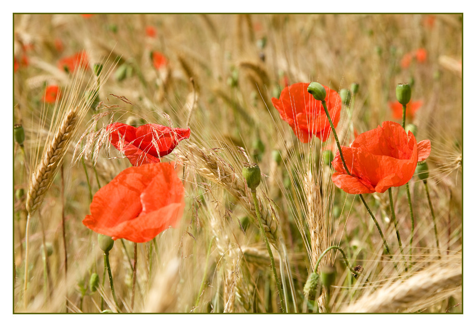 Mohn- oder Kornfeld ?