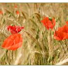 Mohn- oder Kornfeld ?