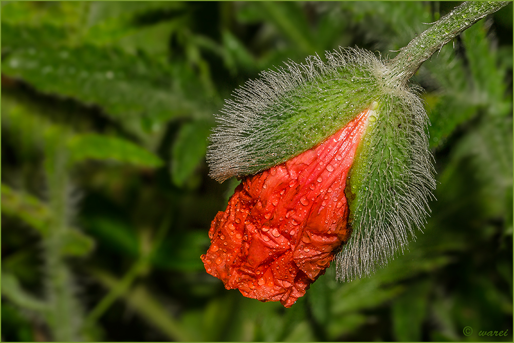 Mohn öffnet sich