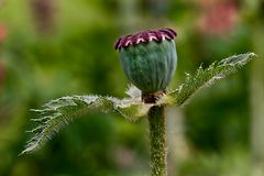 Mohn ohne Blütenblätter :-)