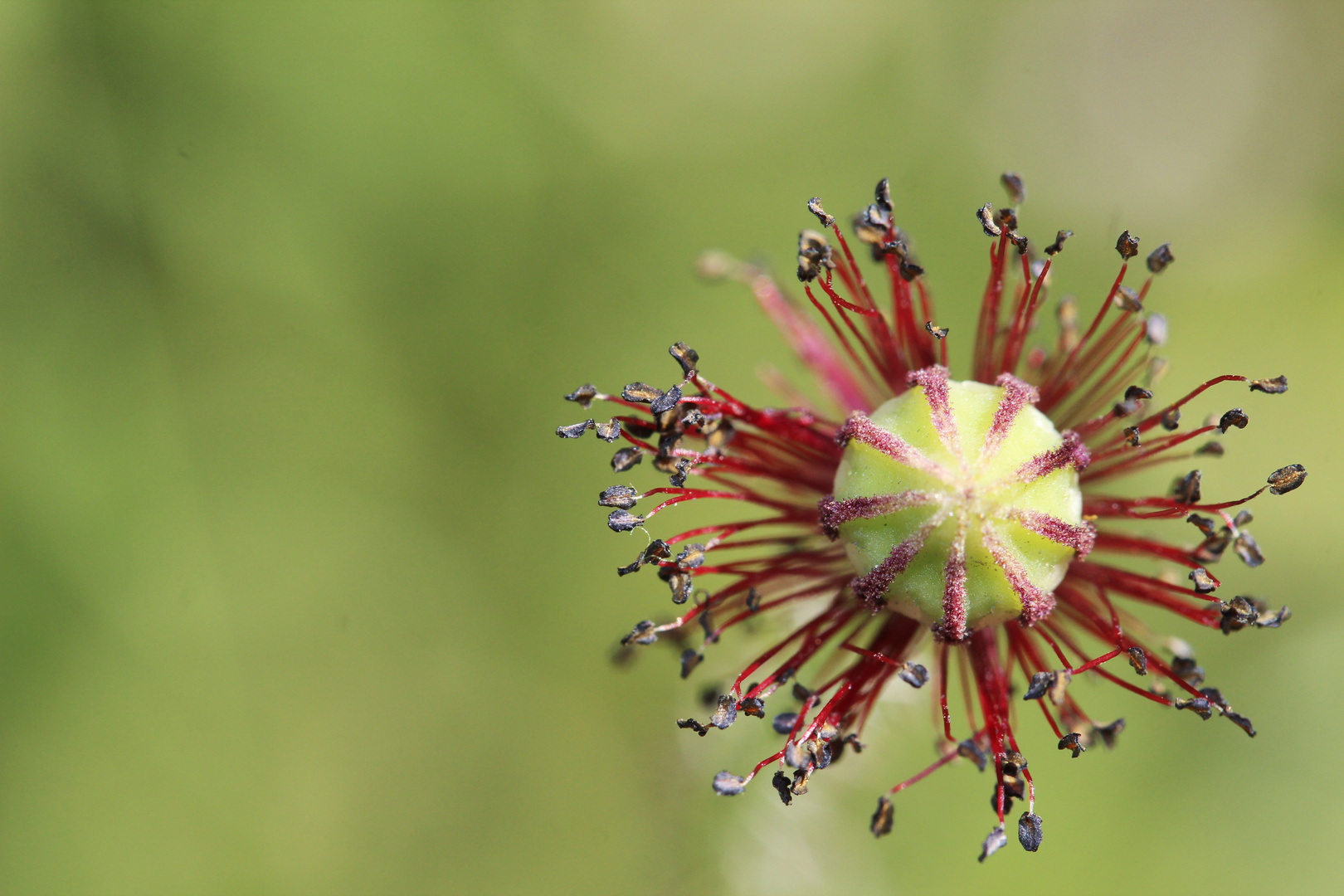 Mohn ohne Blütenblätter