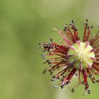 Mohn ohne Blütenblätter