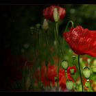 Mohn ohne Ende