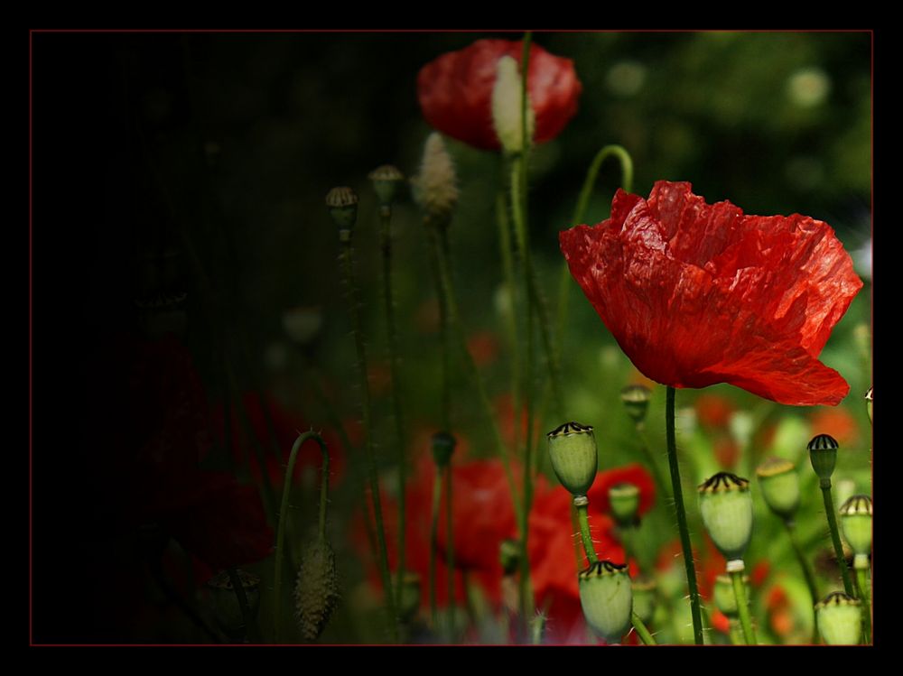 Mohn ohne Ende