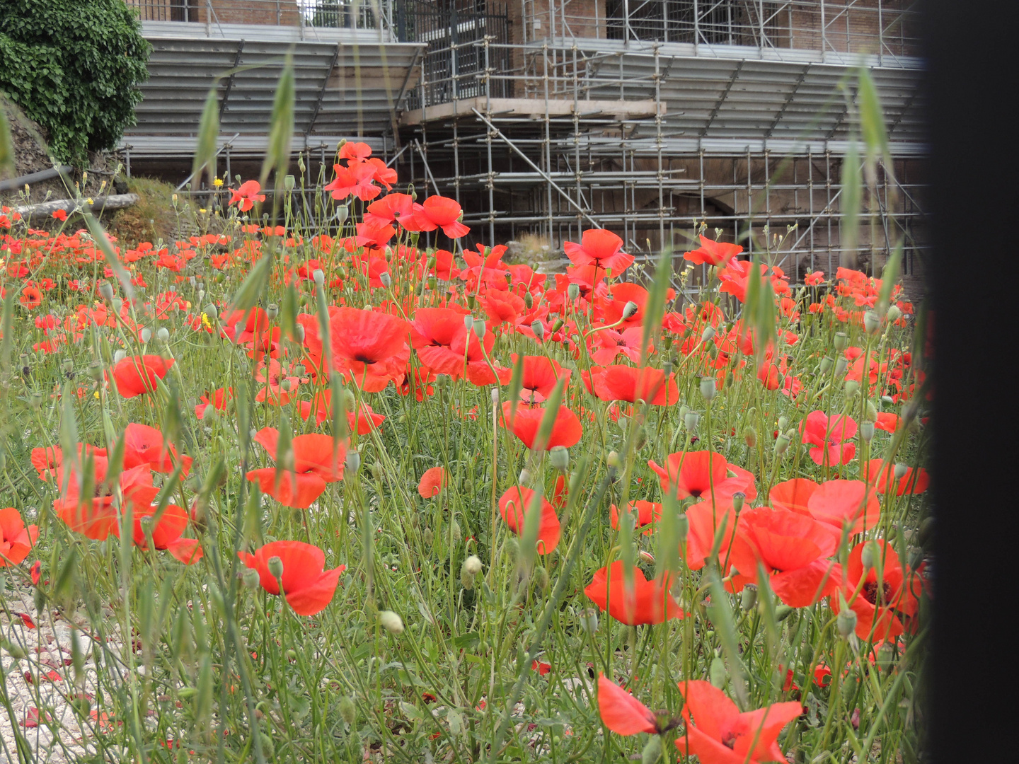 MOHN ohne Ende