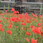 MOHN ohne Ende