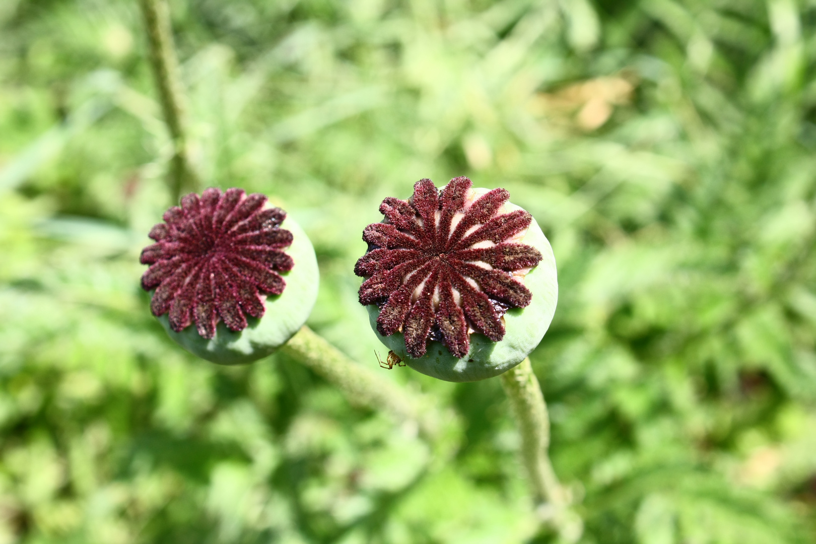 Mohn ohne