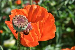 Mohn ohne Kugel
