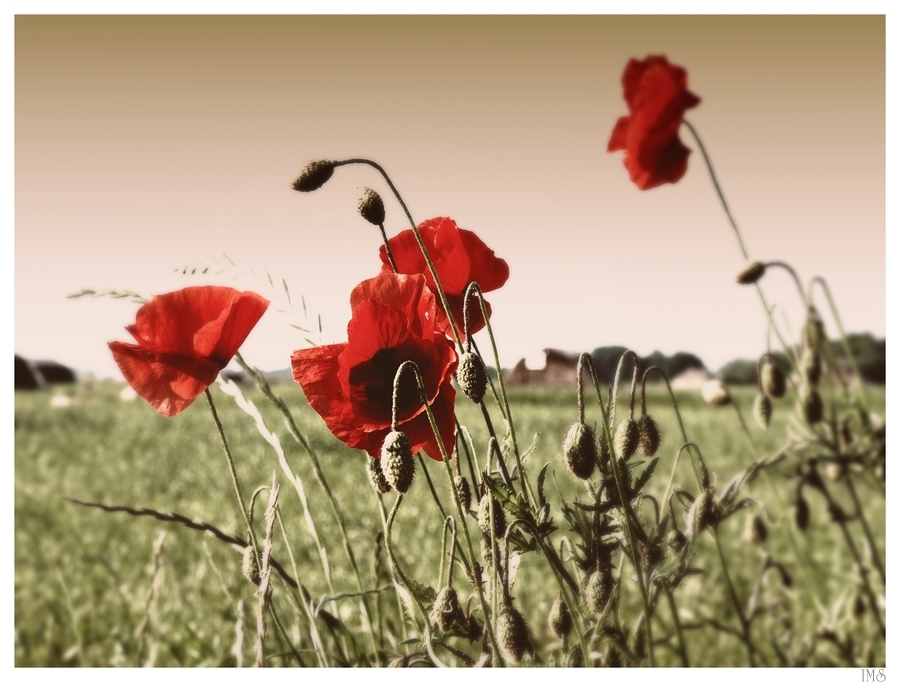 Mohn old style