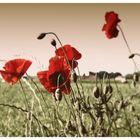 Mohn old style