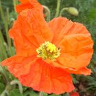 Mohn (Orange)