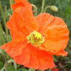 Mohn (Orange)