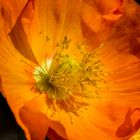 Mohn Orange