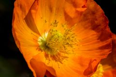 Mohn Orange