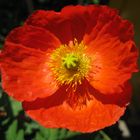 Mohn orangerot