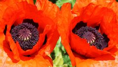 Mohn - ordentlich