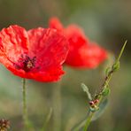 Mohn original