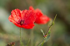 Mohn original