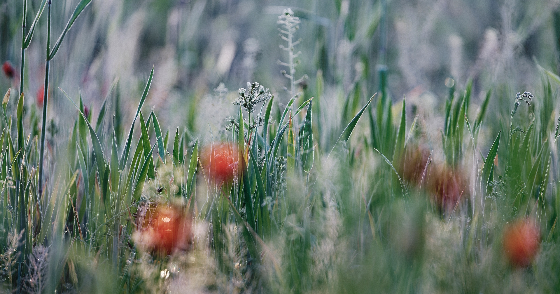 Mohn (out of focus)