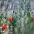 Mohn (out of focus)