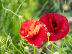 Mohn-P5270021